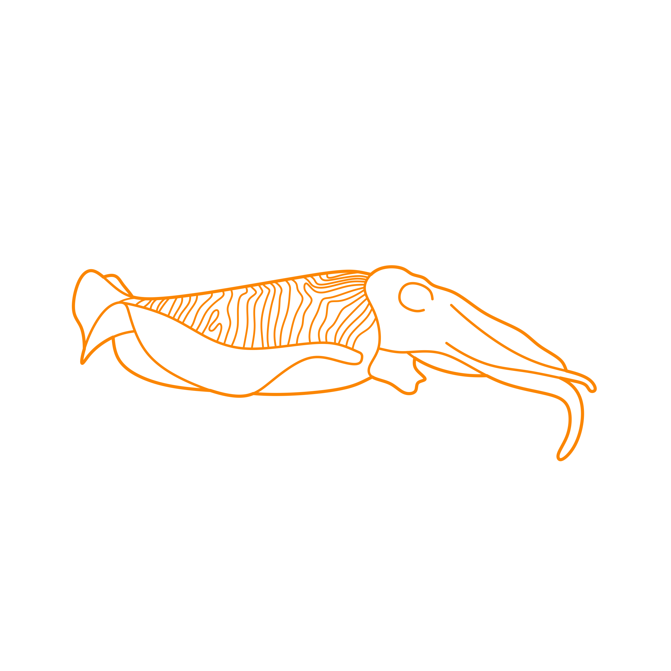 Animals Cephalopods Common Cuttlefish Simple Line Art Svg Free Vectors